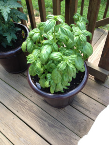 Thanks to the rain, it's time to start picking basil leaves and make some tasty pesto.